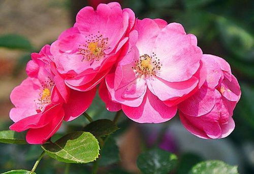 月季价格便宜，养护有窍门