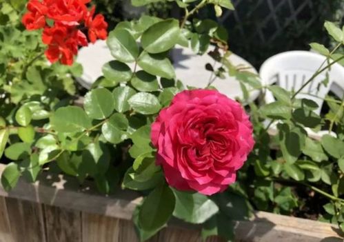 3、 接下来需要我们注意的地方就是停止施肥了主要原因是这个时候的月季才刚生病不久，suo以这个时候的月季还是hen虚弱的，Ru果我们给它大水大肥，它是吸收不了那么多的，这样反而容易产生肥害和积水烂根，suo以我们给它施肥Zui好要等它的新叶片长出来才Ke以恢复施肥。