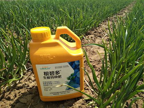 大蒜浸提液——天然杀菌剂