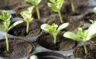 选种催芽， 不嫩马虎