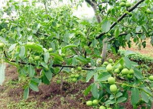 提子树施什么肥料最佳？什么时间施肥最合适