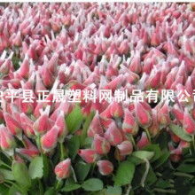 云南昆明玫瑰花种植基地， 花海浪漫等你来