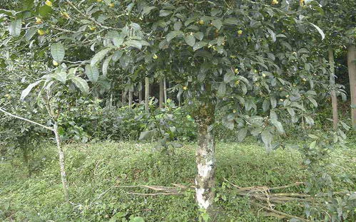 柏树的品种， 多到让人眼花缭乱