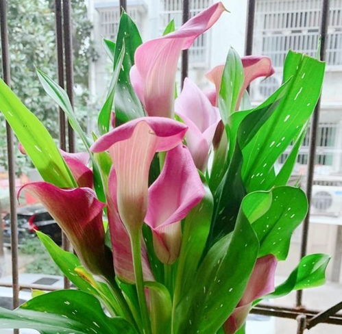 翻盆换土， 马蹄莲的新生之路