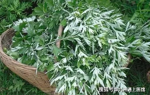 生姜艾叶花椒泡脚，真的能驱寒暖身吗