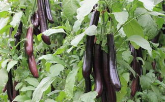 茄子农药使用过量怎么办？快来学学这些补救措施！