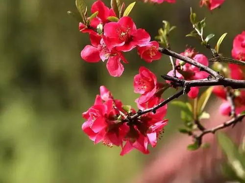 四季桔一年四季开花，那么四季桔在冬季开花的特点和观赏价值有哪些