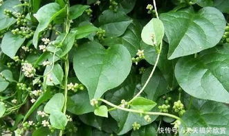 藤三七叶子种植，如何选择合适的土壤