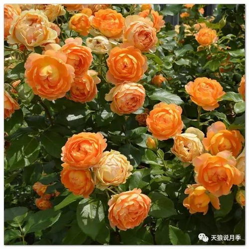 黑美人月季， 那神秘的黑色之美