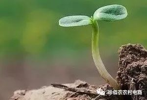 土壤中的农药化肥：一场持久的消失之旅