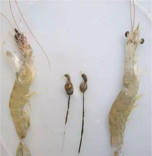 为什么大口鲶鱼对某些饲料表现出无法消化吸收的现象？