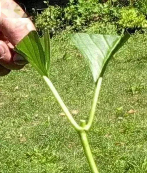 快速生根液和生根粉，猛生根和生根粉，哪种植物生根效果更好？