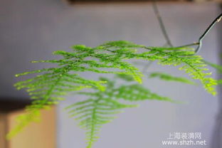 招财叶子发黄，如何挽救这盆绿植