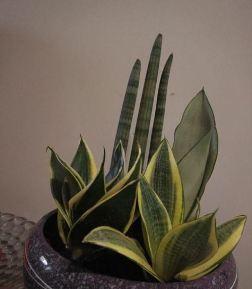 蟹爪兰栽培秘籍：简易养殖技巧与必知禁忌！