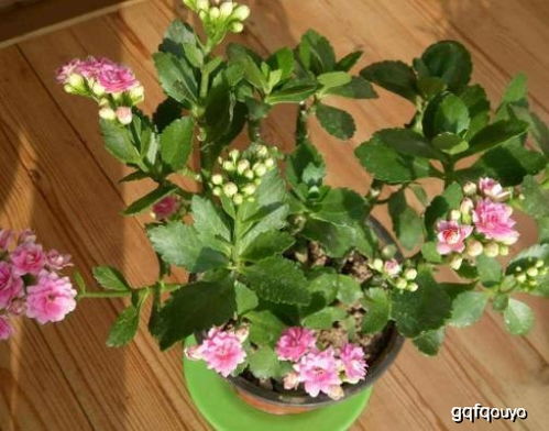 四、下种的时候种多深geng好