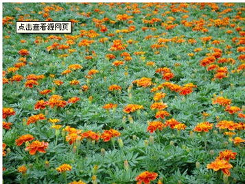 孔雀草的园林作用