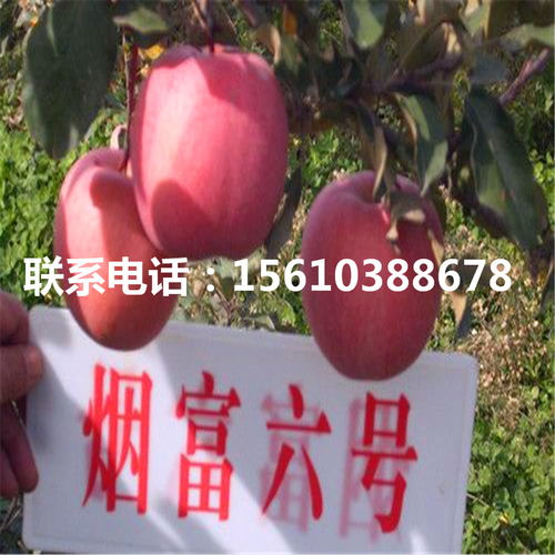 蛇果小叶病是苹果树常见病害，影响果实品质和产量