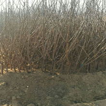 浇水，水多了也不行，少了也不行