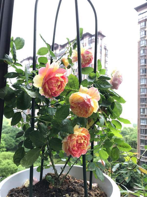 花香袭人，芬芳怡人