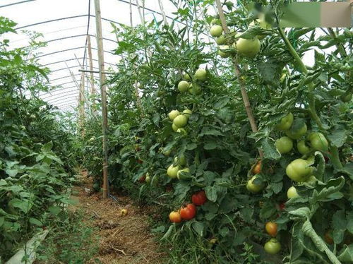 果园里的绿色小秘密