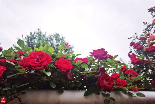 技术培训， 助力产业发展