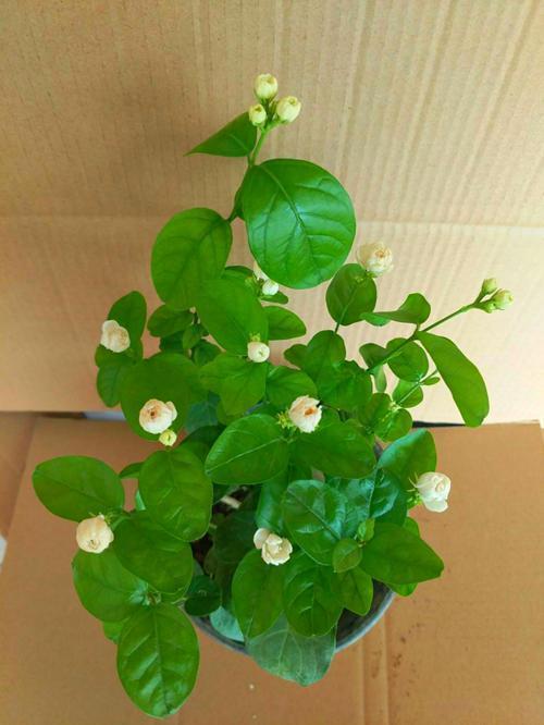 宝珠茉莉好养易护，适合初学者种植