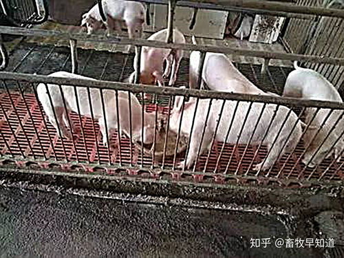 断奶仔猪腹泻的三大原因是什么？