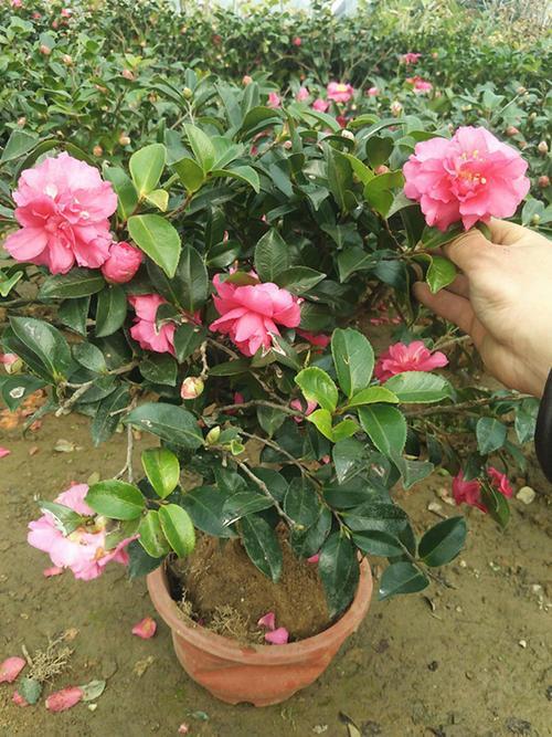 三、 茶花：雨后叶子geng绿