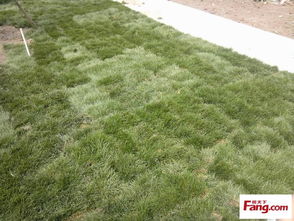 黄河以南地区的冬日绿洲