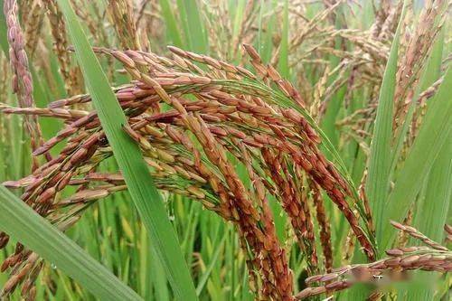 盐碱地种植中药材，你真的了解吗？