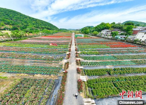 月季花大花多：肥料的充足供应