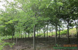 榉树种植心得分享