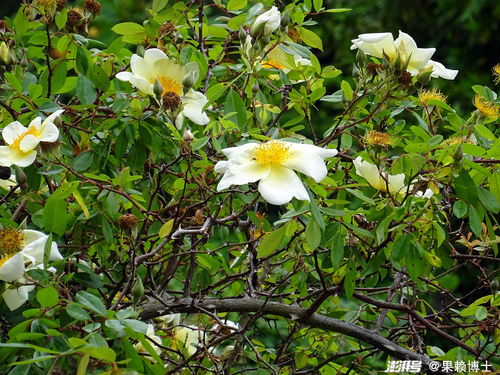 银禧庆典，耐阴又美观