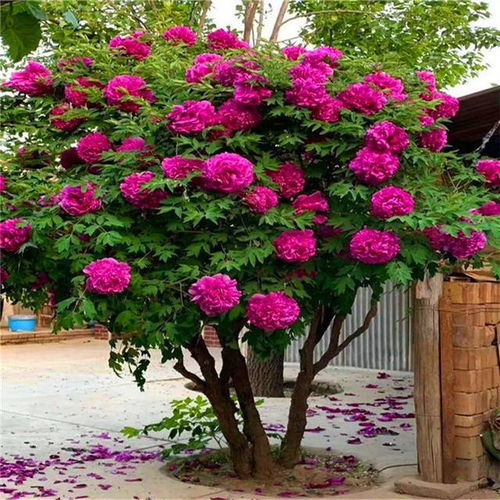 牡丹种子种植心得