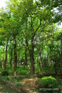 二、 挖个大坑，让树苗舒服些