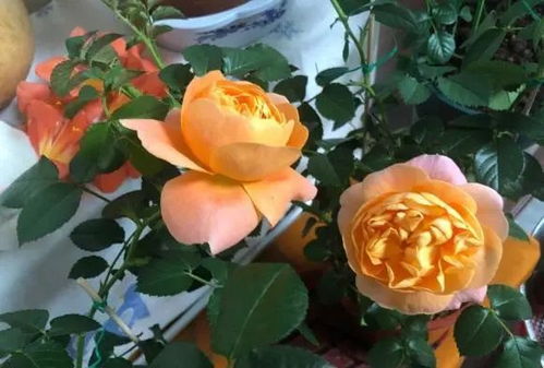 月季花未开花就枯萎，到底是啥原因？