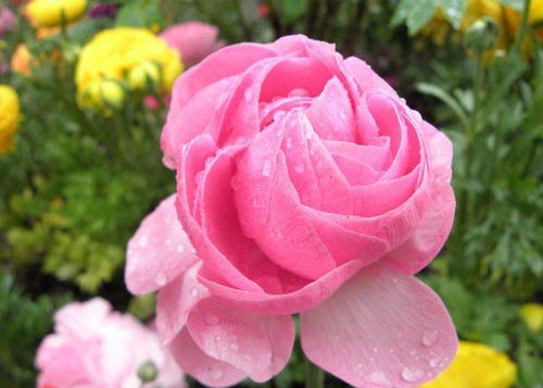 莲花的珍贵品质