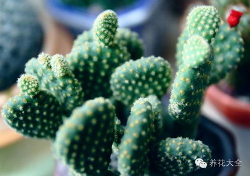 仙人掌品种介绍