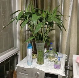 可Neng的原因一：土壤问题