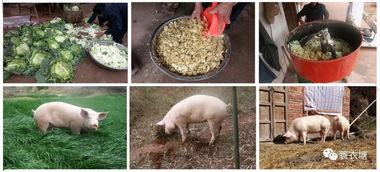 如何科学添加饲草，让不同阶段猪告别豆粕依赖？