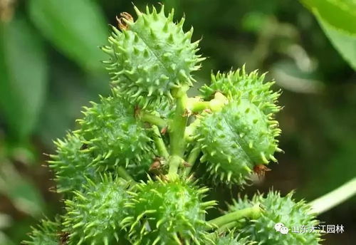 揭秘蓖麻精选种子的秘诀：打造完美花卉园！