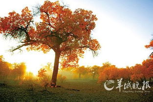 双胡杨，坚韧不拔
