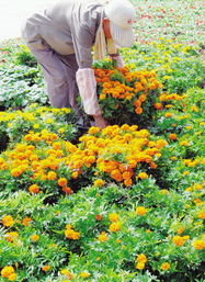 国庆期间适合开花的植物