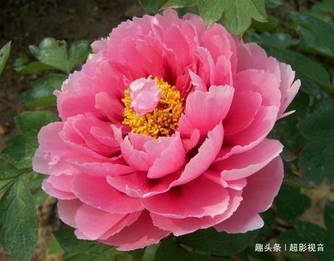 牡丹花籽？原来这里面学问这么大