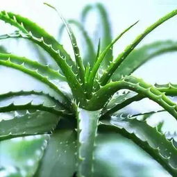 女王芦荟小苗如何浇水？保持土壤微湿是关键吗