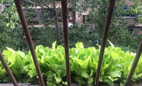 春天来了种菜正当时！