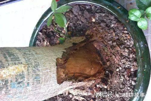 扑草净的广泛用途：除草界的“超级英雄”