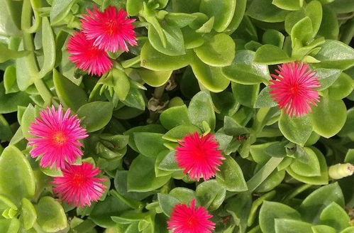 夏季给太阳花施肥，如何确保花开满枝头