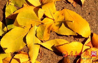 秋风的秘密信使：树叶变黄之谜