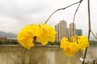 黄风铃花花语究竟蕴含着怎样的温馨与祝福